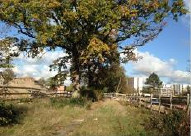 Baum